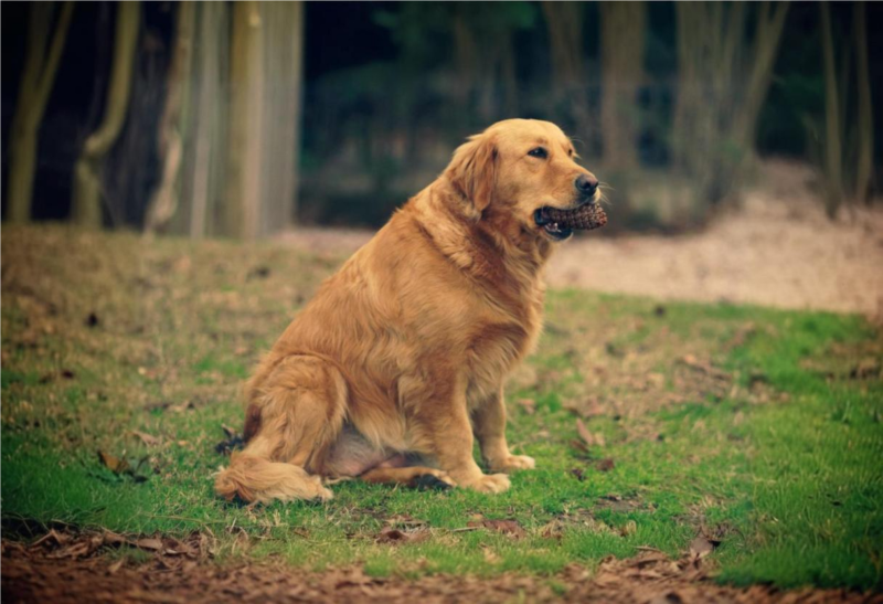 Zlatý retrívr: Oddaný společník